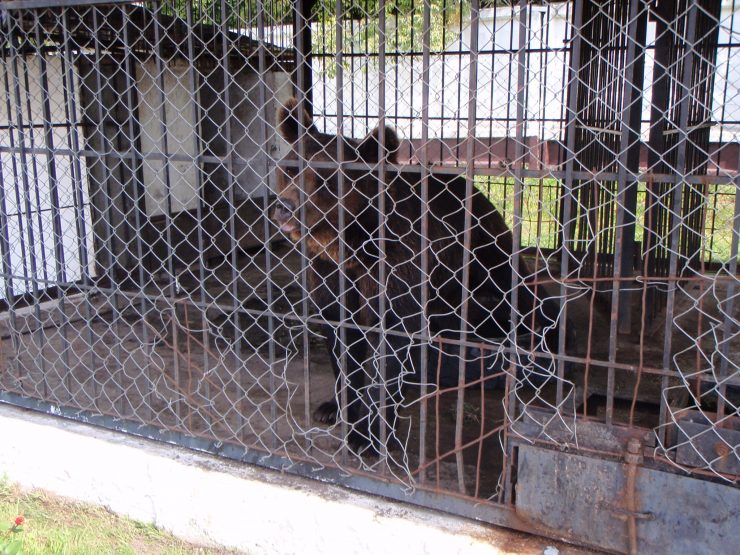 parking lot bear